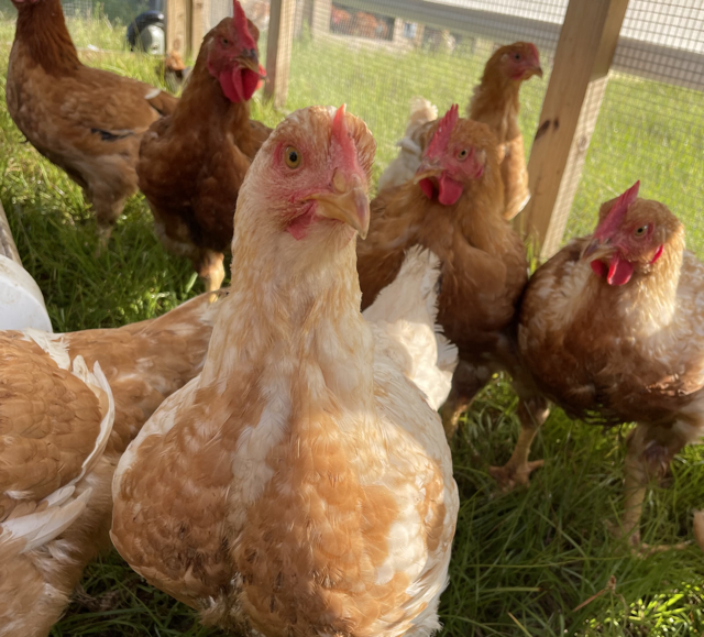 Broilers