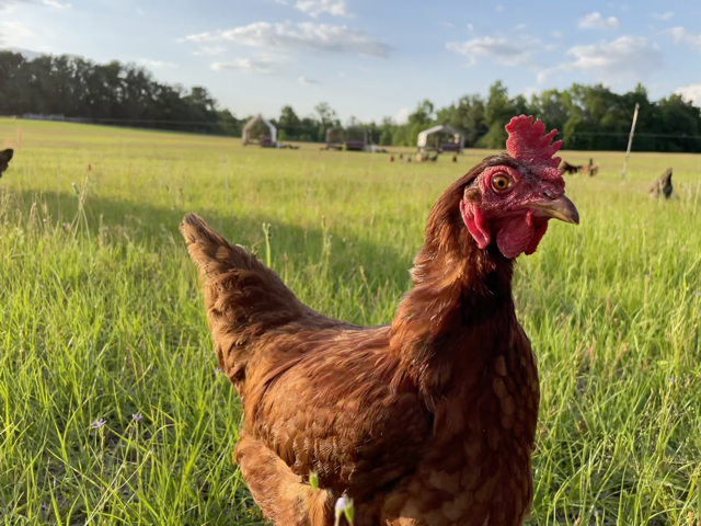 Egg Laying Hens Foraging