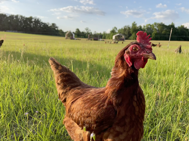 laying flock Medium.png