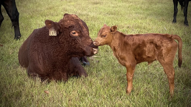 South_Poll_Bull_and_Half_heifer Medium.png