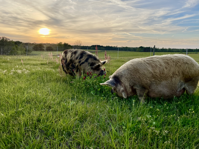 KuneKune Sunset