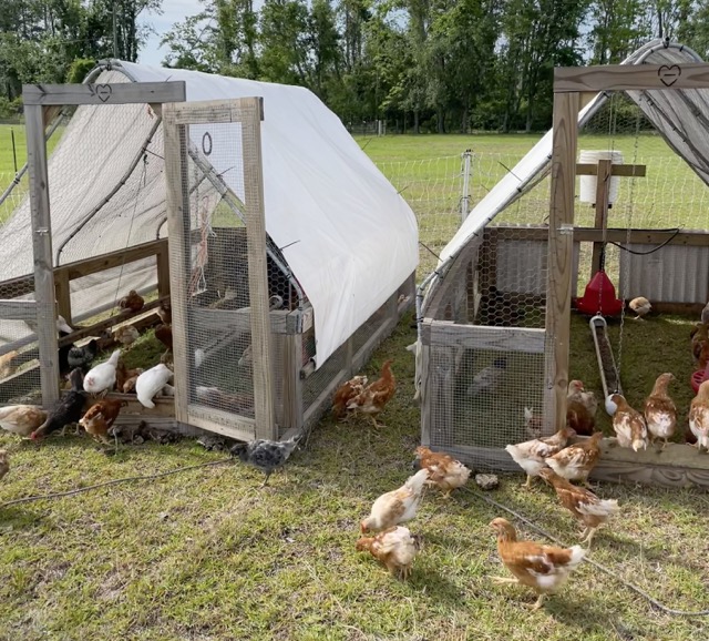 2025 pullets Medium.jpeg